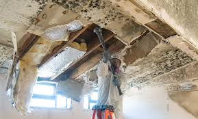 Reliable Southgate, FL Mold Remediation Solutions